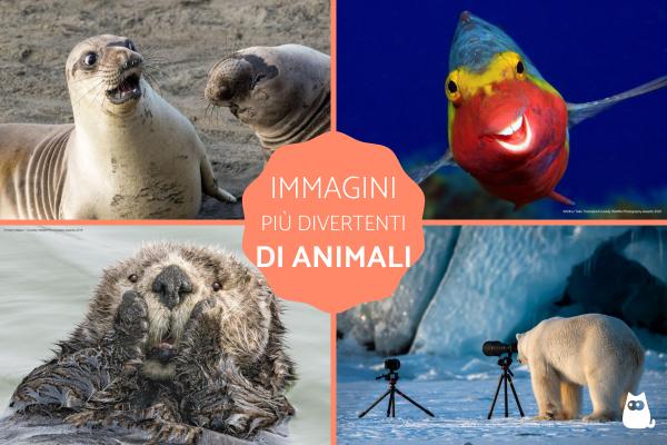 Immagini divertenti di animali