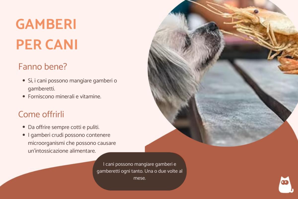 Si possono dare i gamberi al cane?