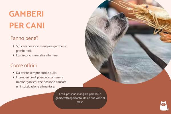 Si possono dare i gamberi al cane?