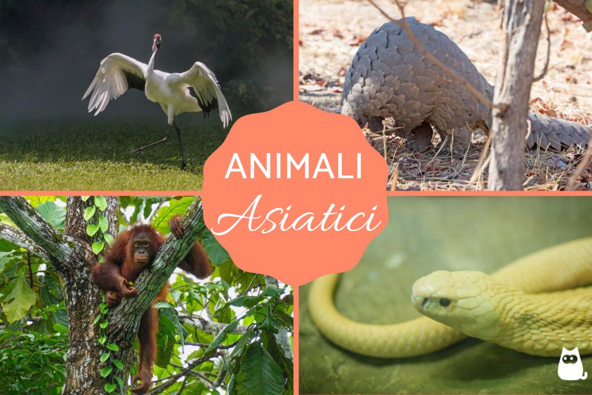 Animali asiatici