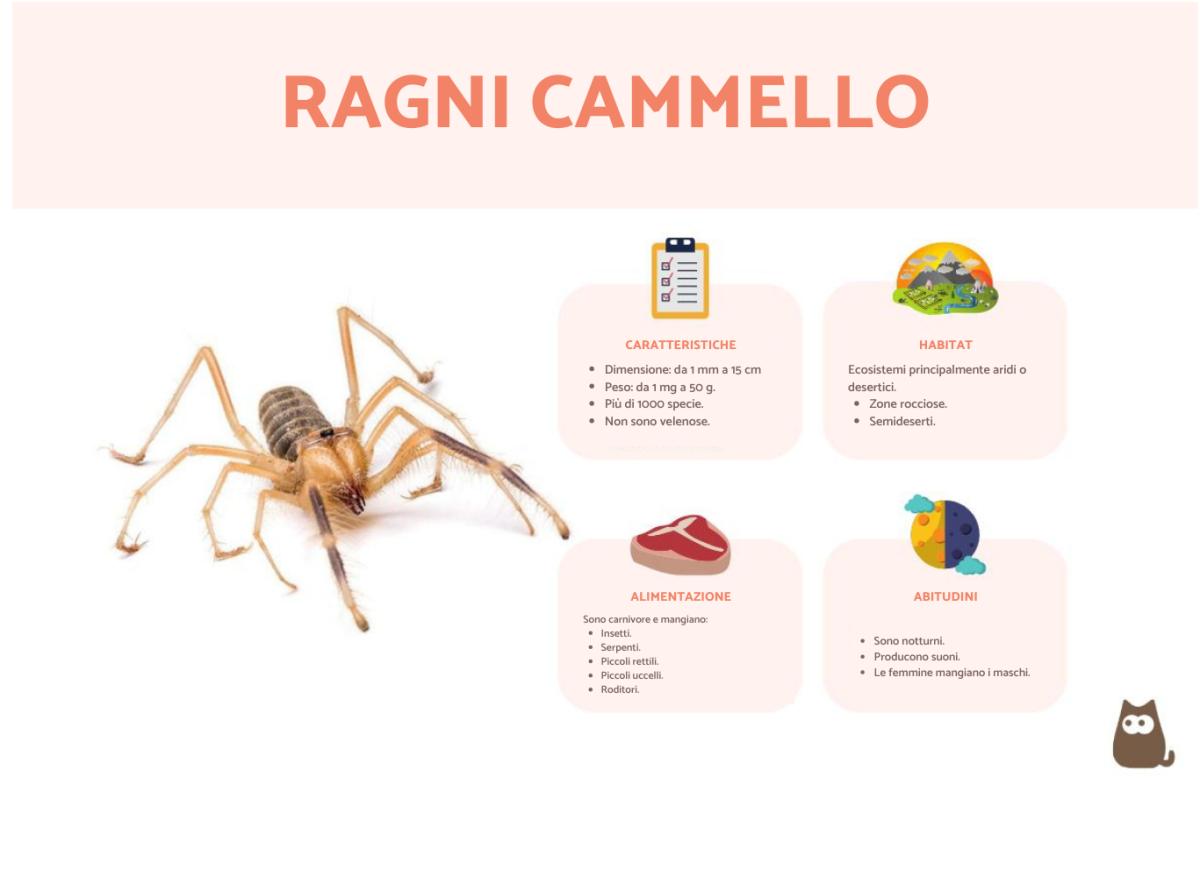 Ragno cammello: morso, caratteristiche e dove vive