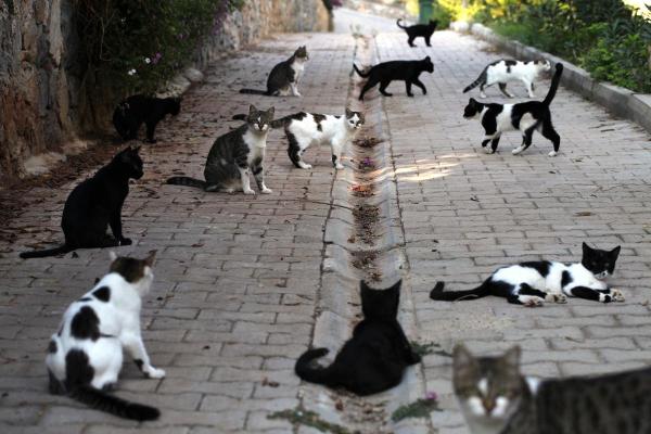 Il gatto fa la pasta su di me: perché e cosa fare - Gatto non sterilizzato che non viene lasciato uscire