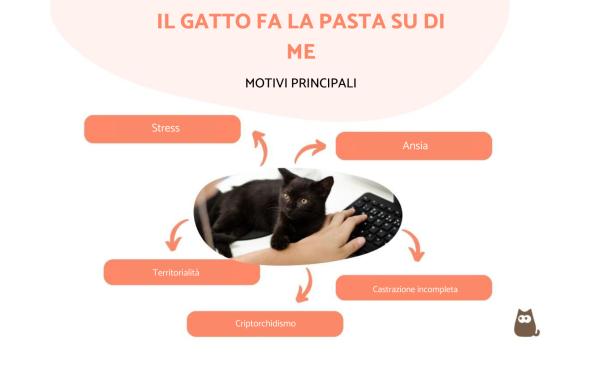 Il gatto fa la pasta su di me: perché e cosa fare
