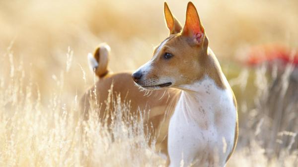 Le 18 Razze di cani più antiche del mondo
