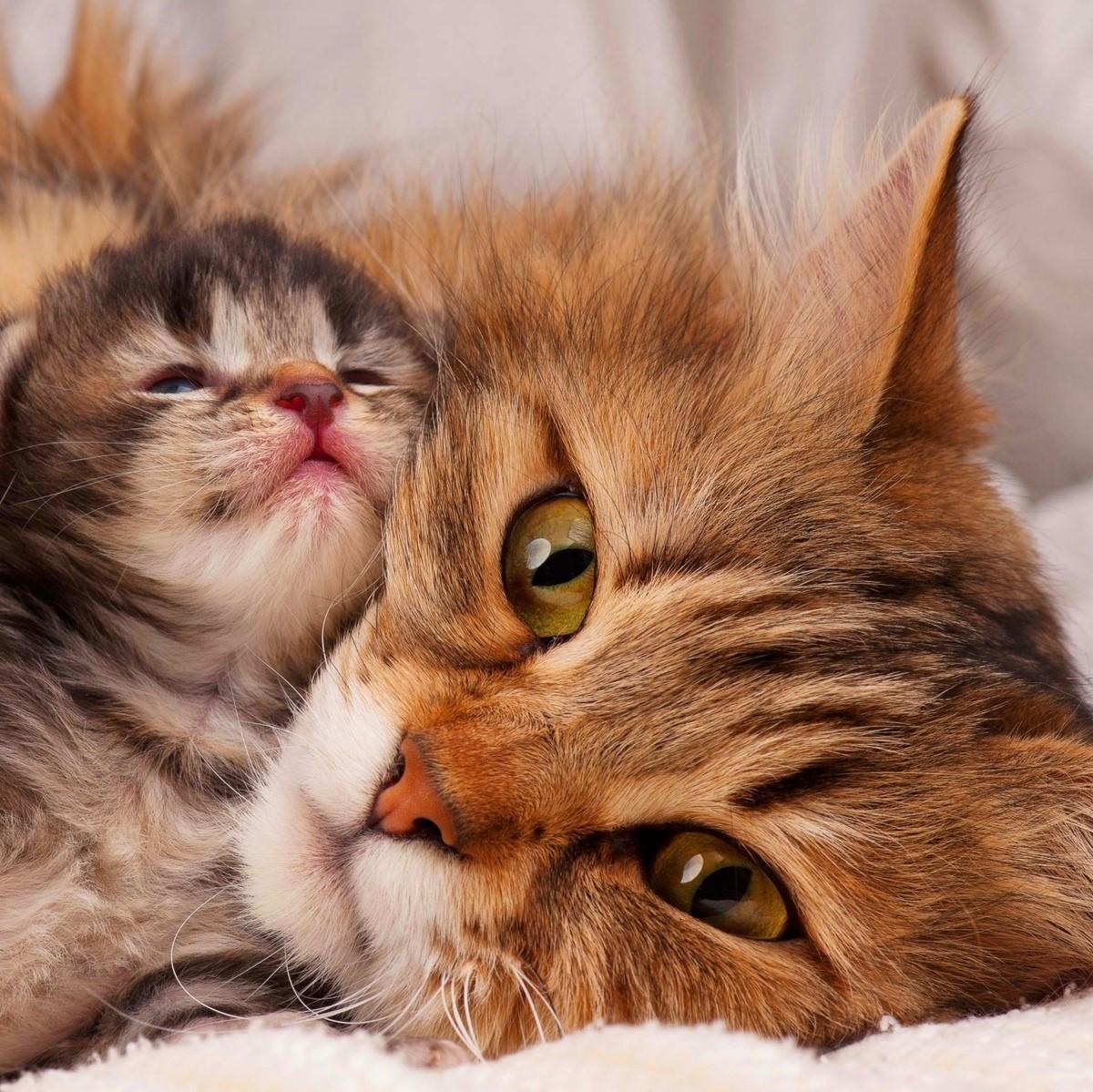 Perché la gatta rifiuta i cuccioli?