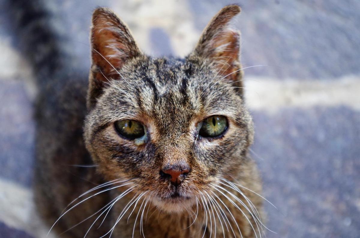 Rinite nel gatto: sintomi, cause e cura