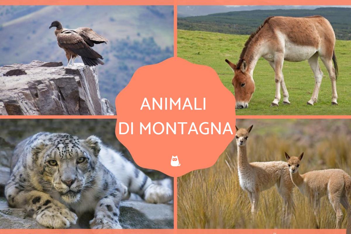 Animali di montagna