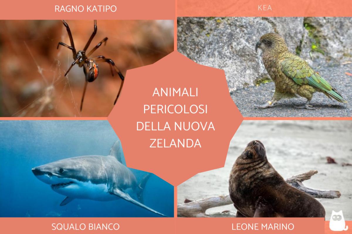 Animali pericolosi in Nueva Zelanda: elenco completo