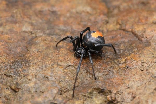 Animali pericolosi in Nueva Zelanda: elenco completo - Ragno katipo (Latrodectus katipo)