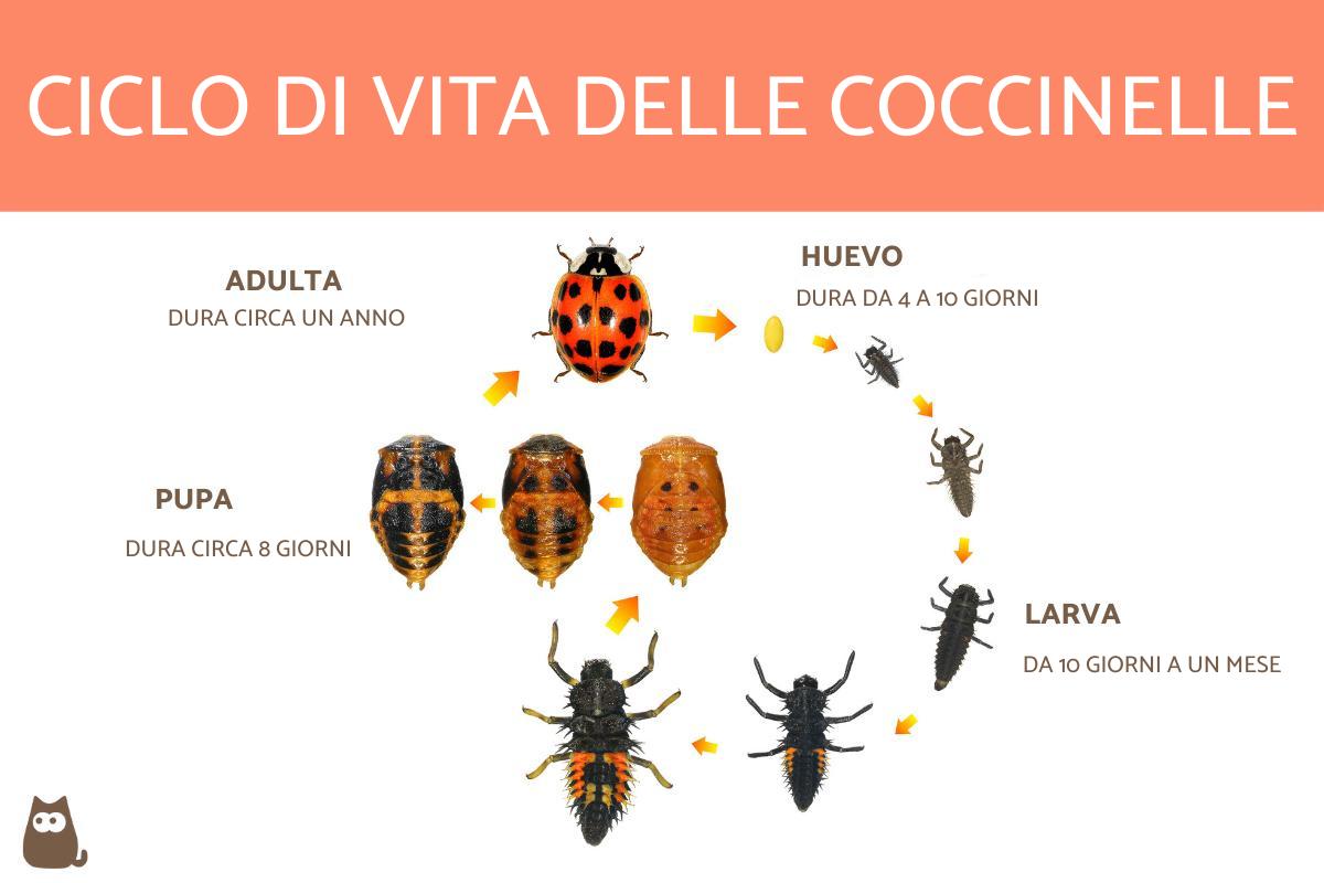 Quanto vive una coccinella?