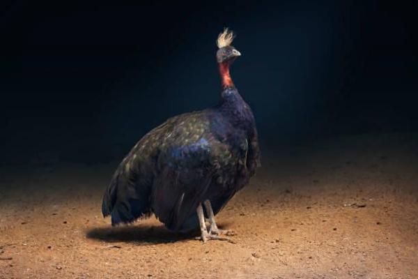 Tipi di pavone - 3. Pavone del Congo (Afropavo congensis)