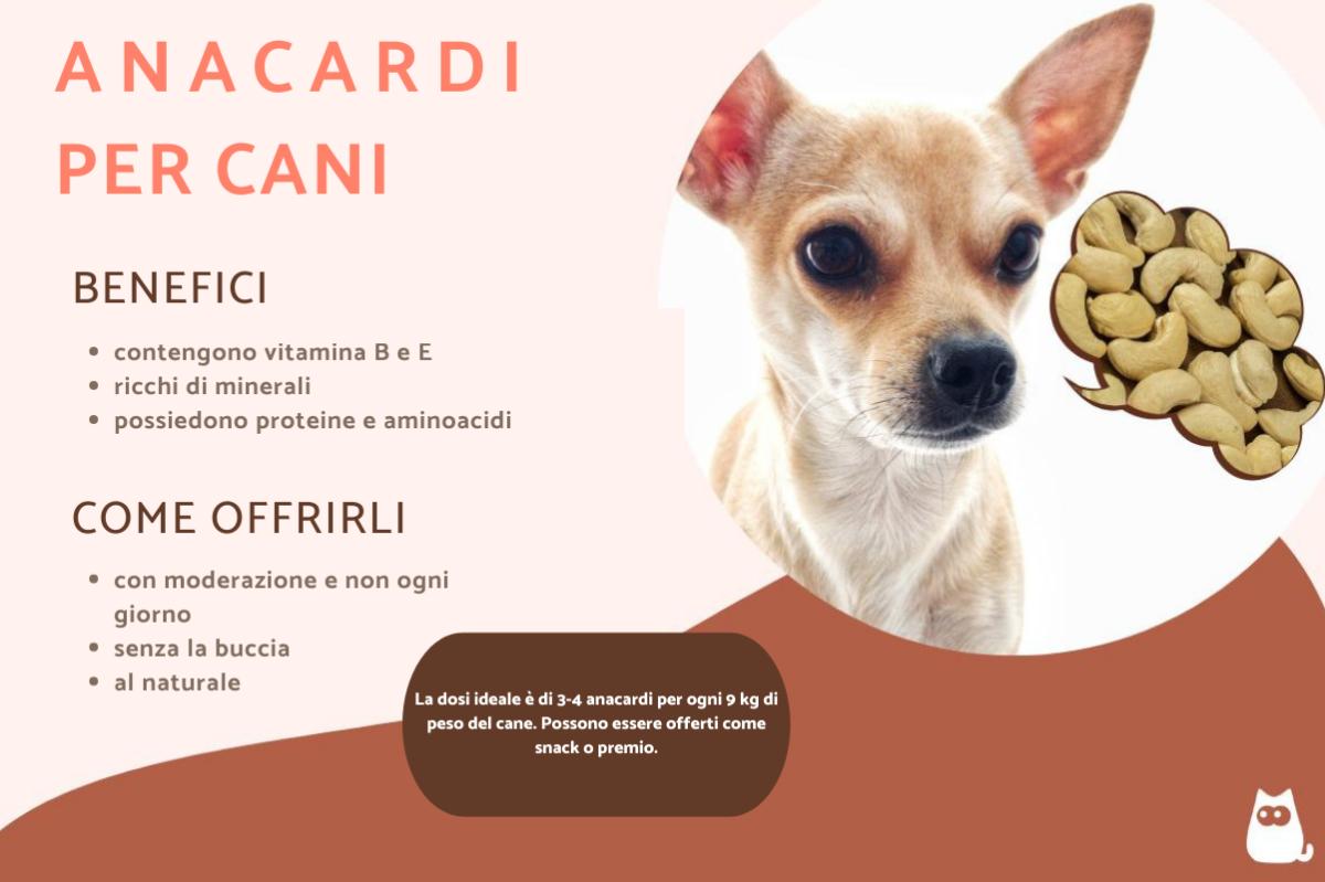 I cani possono mangiare anacardi?