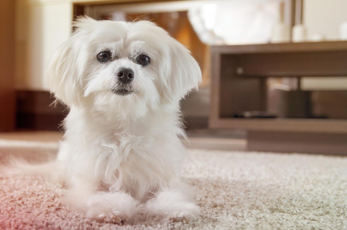 Cane Maltese: malattie più frequenti