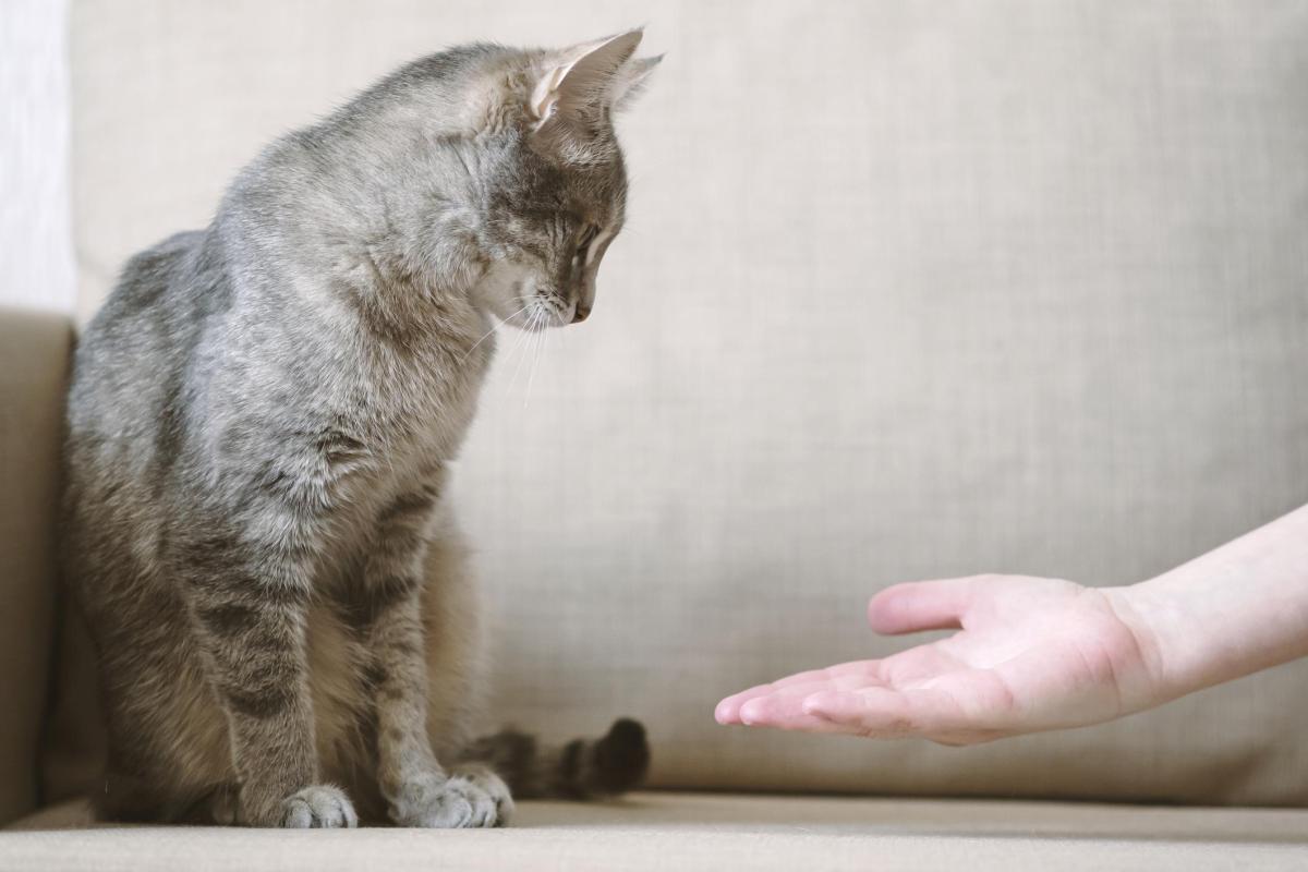 Perché il gatto non dorme più con me?