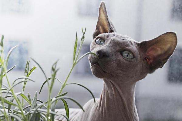 8 gatti che non perdono pelo - 1. Gatti senza pelo: quali sono?