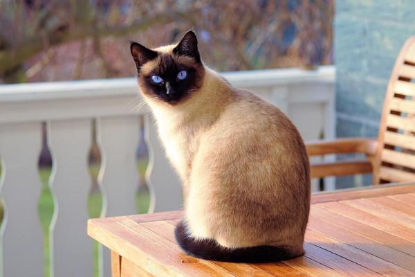 8 gatti che non perdono pelo - 2. Gatti che perdono poco pelo: Siamese