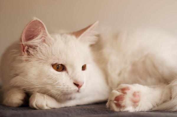 8 gatti che non perdono pelo - 3. Gatto d' Angora