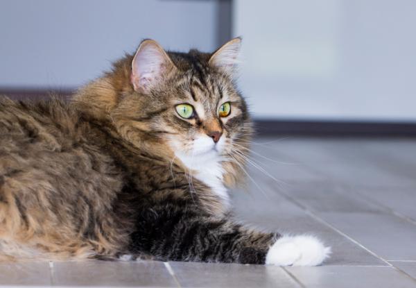 8 gatti che non perdono pelo - 4. Gatto Siberiano