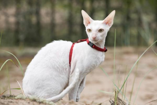 8 gatti che non perdono pelo - 5. Cornish rex