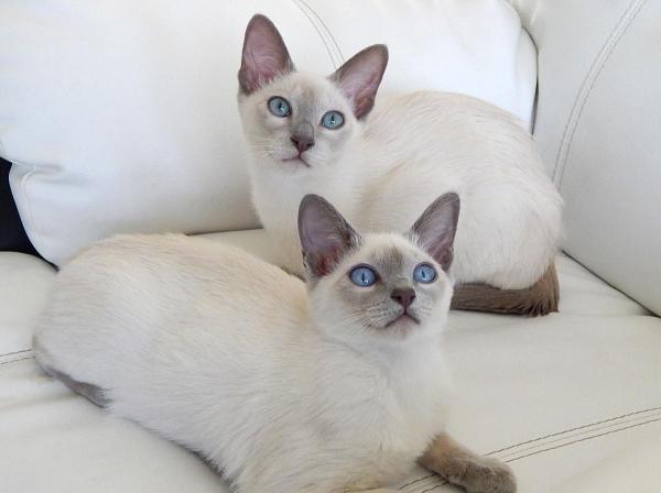 8 gatti che non perdono pelo - 6. Gatto Tonchinese