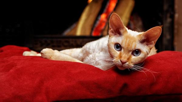 8 gatti che non perdono pelo - 7. Devon rex