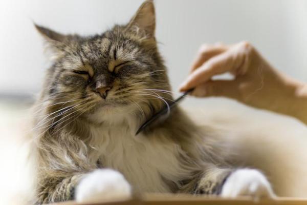 8 gatti che non perdono pelo