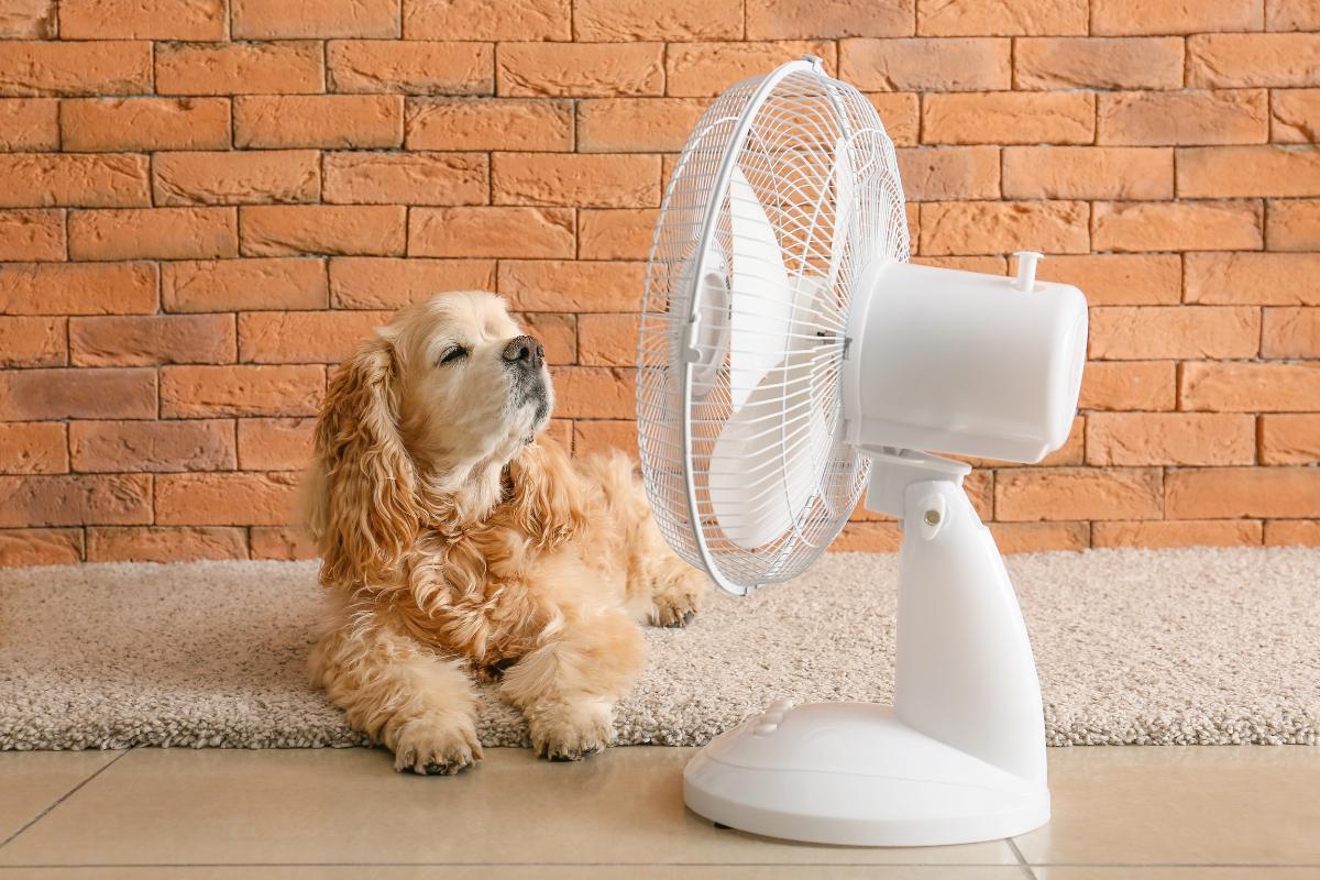 L'aria condizionata o il ventilatore fa male ai cani?
