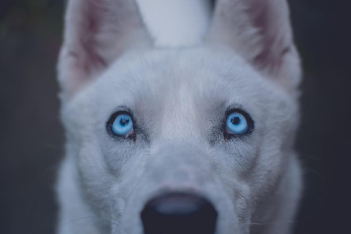 Cani dagli occhi azzurri