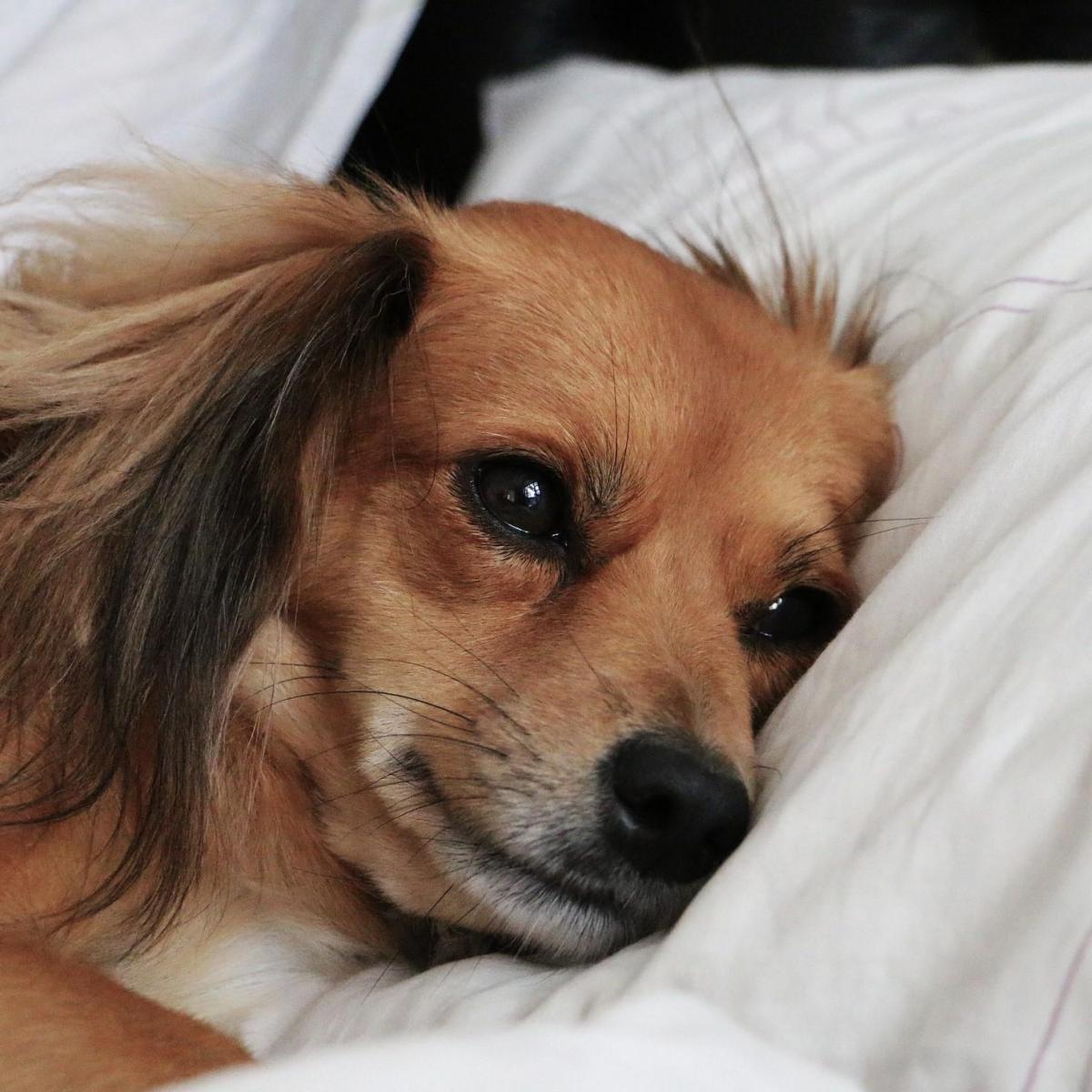 Sintomi dell'aborto spontaneo nel cane