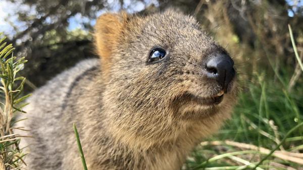 Quokka - Caratteristiche, habitat e stato di conservazione - Caratteristiche del quokka