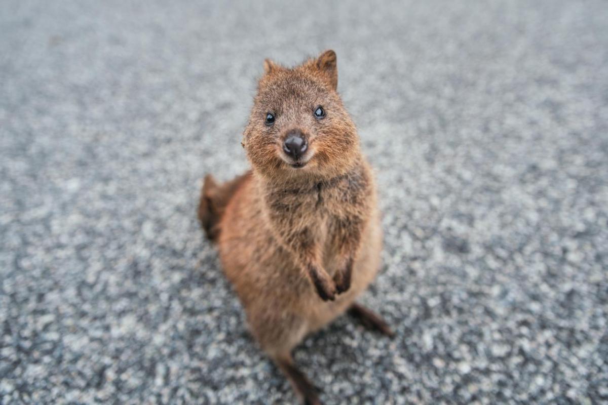 Quokka - Caratteristiche, habitat e stato di conservazione