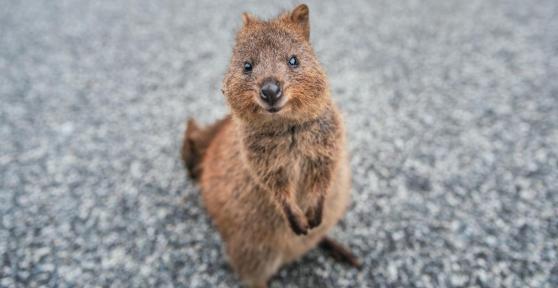 Quokka - Caratteristiche, habitat e stato di conservazione