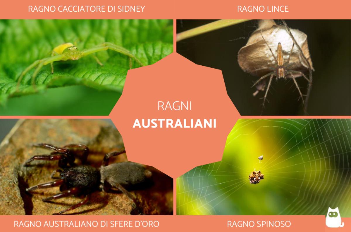 Ragni australiani: tutte le specie giganti, velenose e pericolose