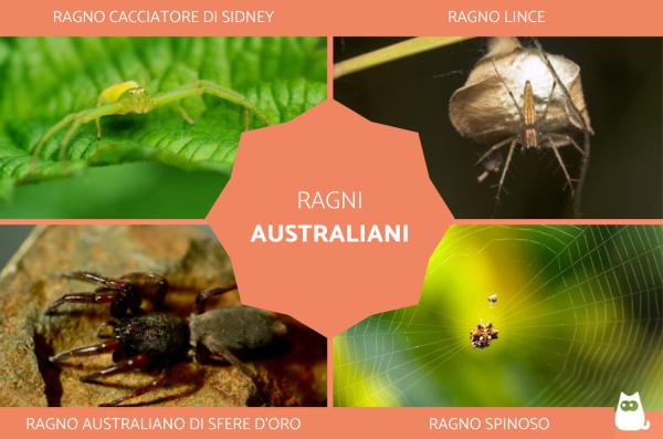 Ragni australiani: tutte le specie giganti, velenose e pericolose