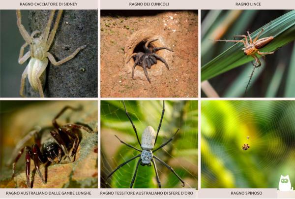Ragni australiani: tutte le specie giganti, velenose e pericolose - Ragni più comuni in Australia