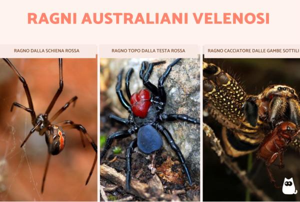 Ragni australiani: tutte le specie giganti, velenose e pericolose - Ragni velenosi in Australia