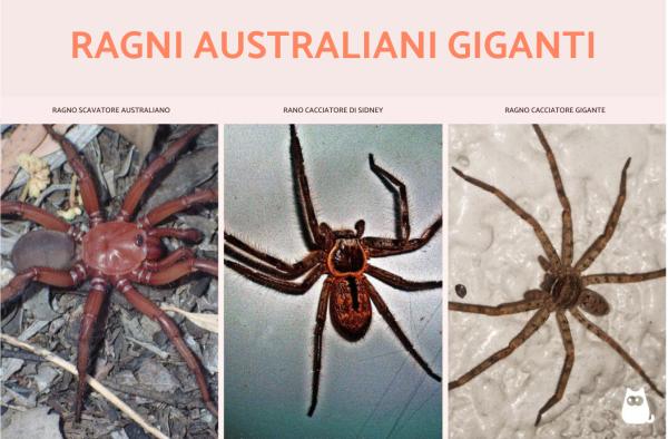 Ragni australiani: tutte le specie giganti, velenose e pericolose - Tipi di ragni grandi e giganti in Australia