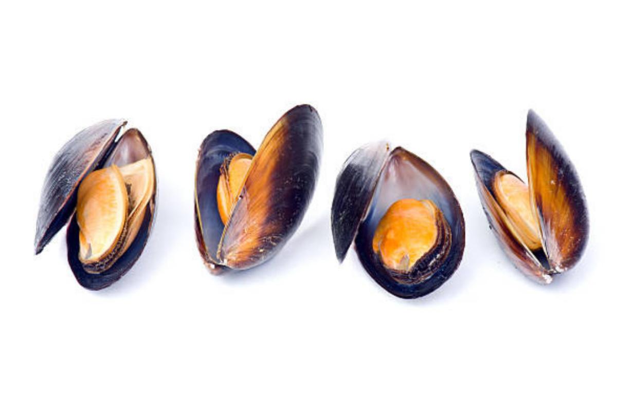 Come si riproducono le cozze?