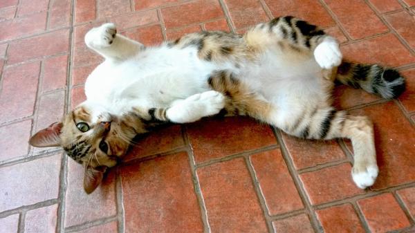 Gatta in calore: sintomi, cosa fare e quanto dura