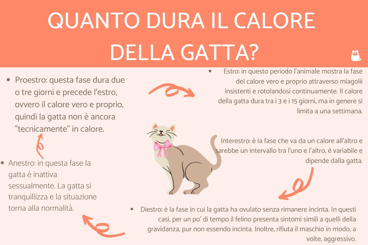 GATTA IN CALORE: sintomi, rimedi e cosa fare per calmarla