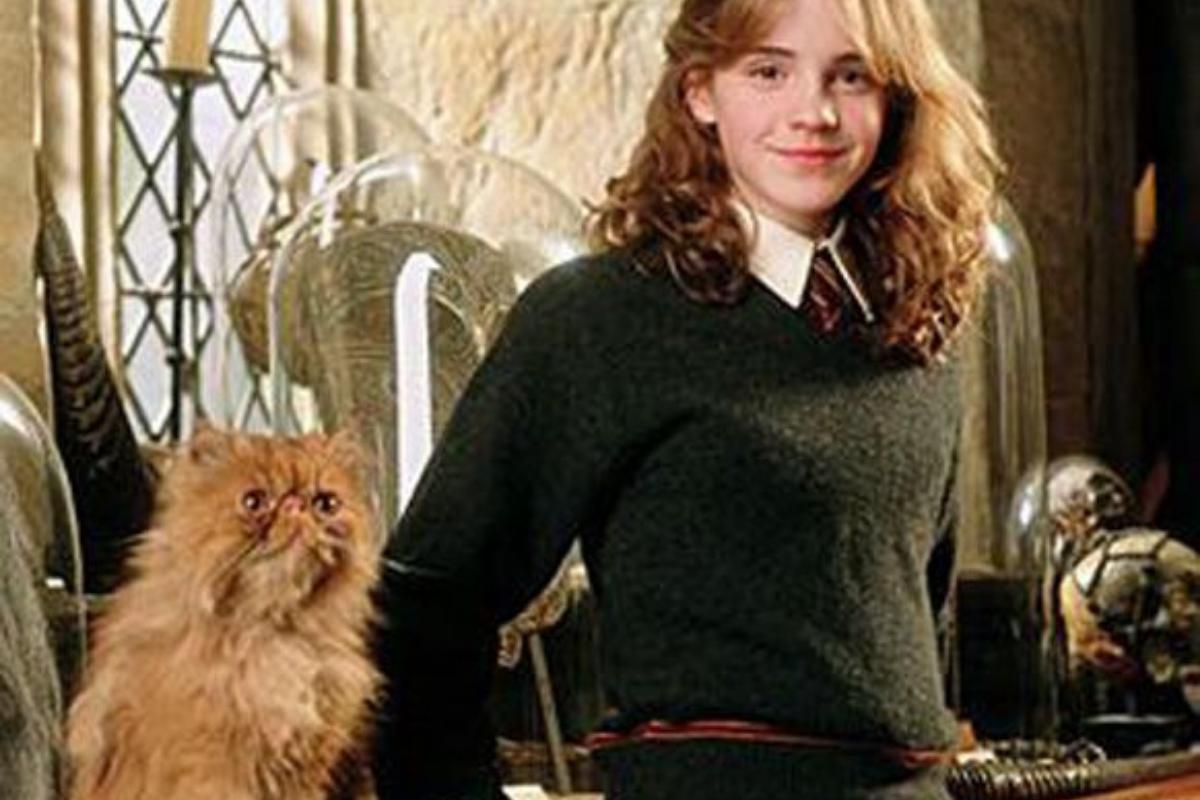 Il gatto di Hermione: Come si chiama, razza e curiosità