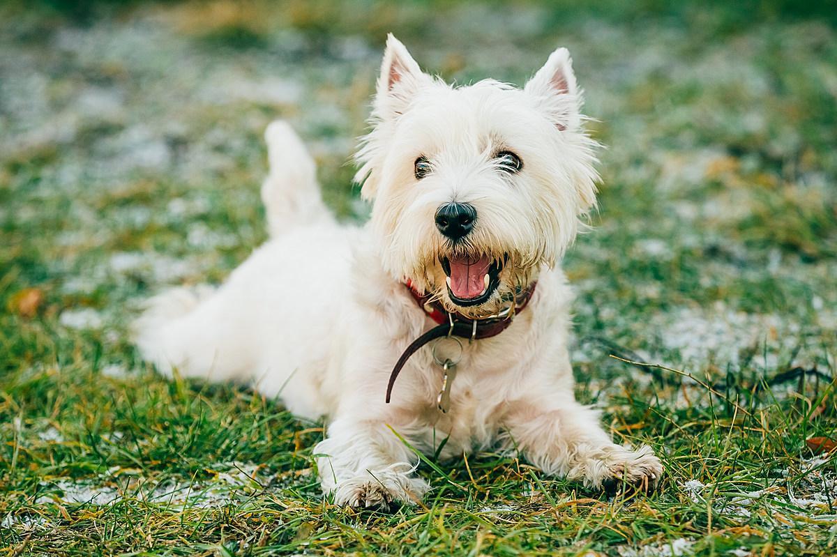 Nomi per cani bianchi maschio e femmina
