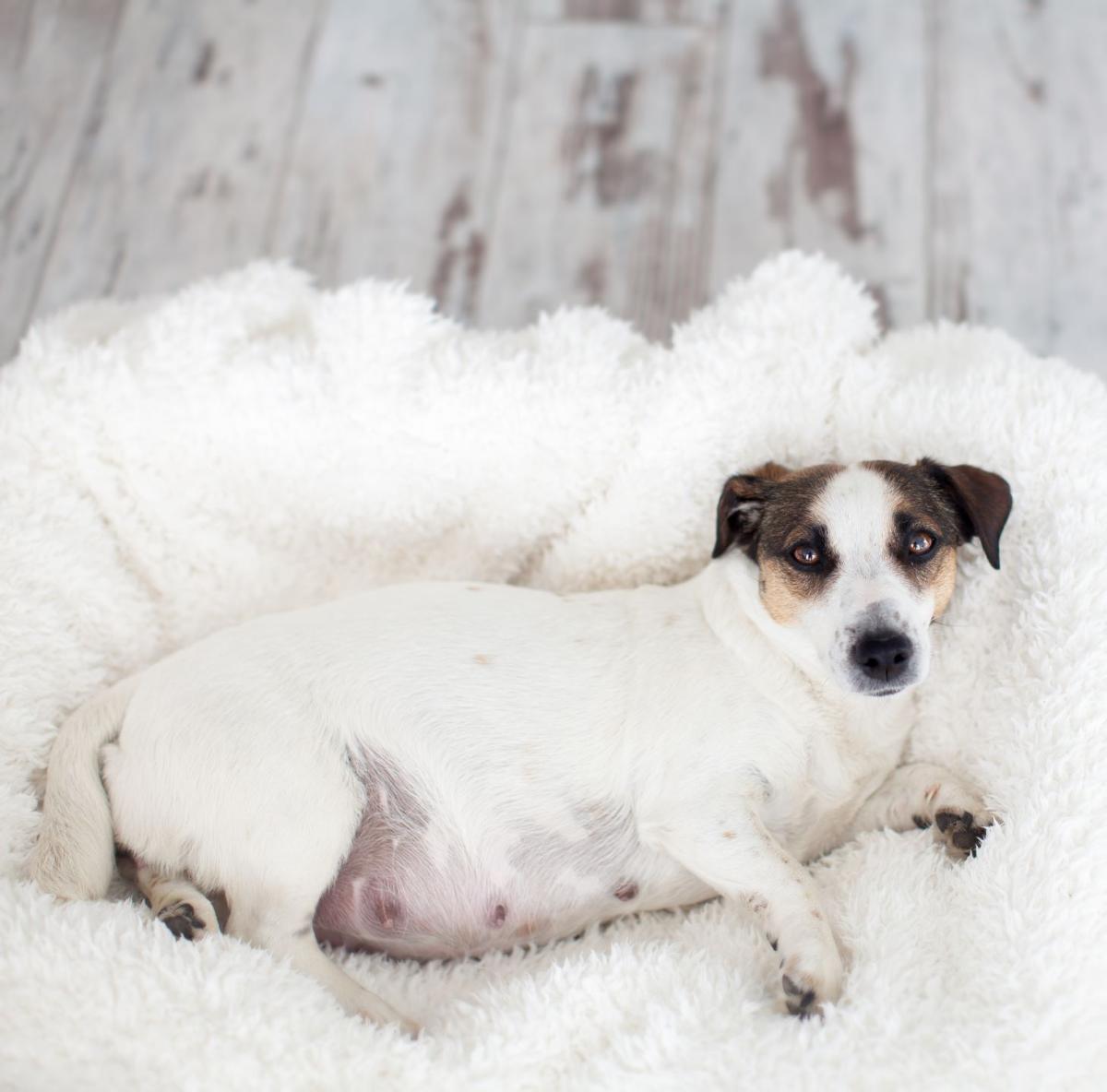 Come riconoscere i sintomi del parto del cane