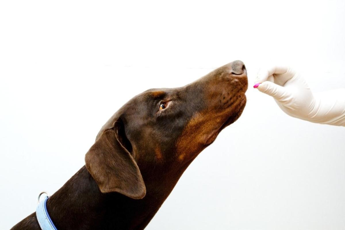 Panacur per cane: a cosa serve, dosaggio ed effetti collaterali