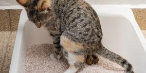 Emorroidi nel gatto: cause, sintomi e rimedi
