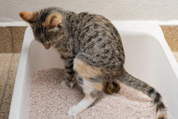 Emorroidi nel gatto: cause, sintomi e rimedi