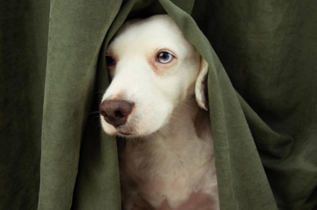 Peritonite nel cane - Cause, sintomi e cura