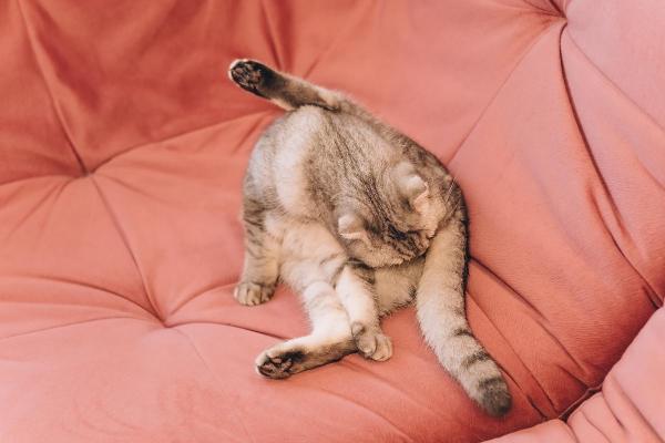 Emorroidi nel gatto: cause, sintomi e rimedi - Sintomi delle emorroidi nel gatto