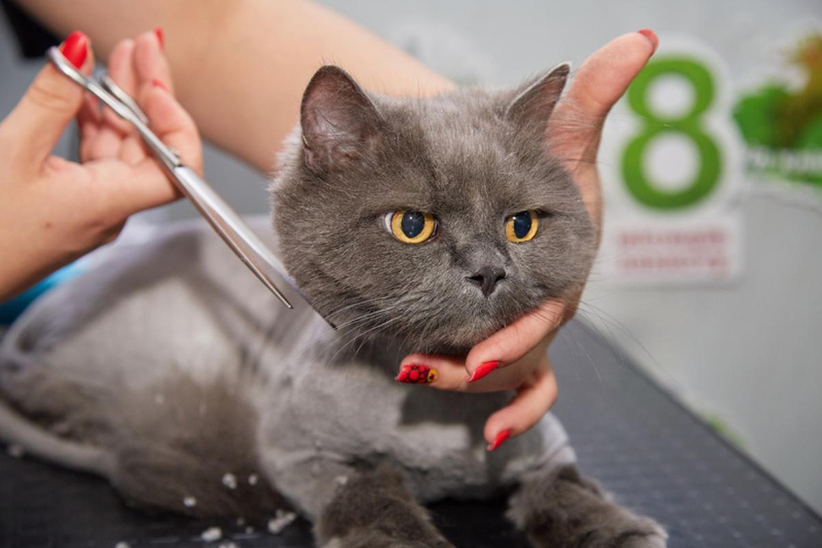 Tosare il pelo del gatto: è necessario?