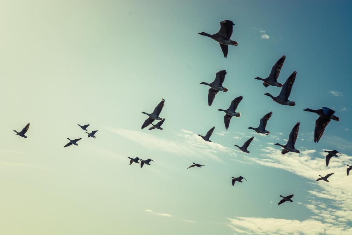 Uccelli migratori: caratteristiche e curiosità